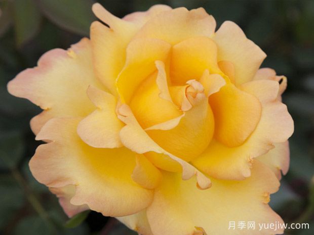 尤里卡月季/尤瑞卡(玫昂)(图1)