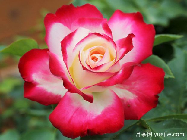 这8个品种能入选世界上***美的月季吗？(图3)