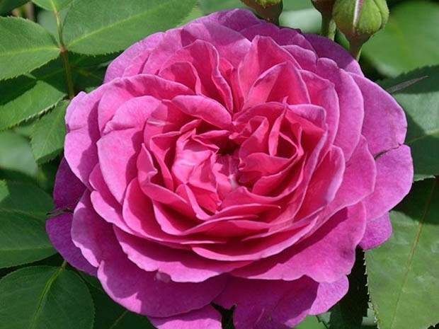 老港月季/旧港口月季(图1)