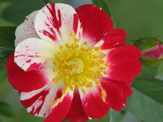 过山车月季(图2)