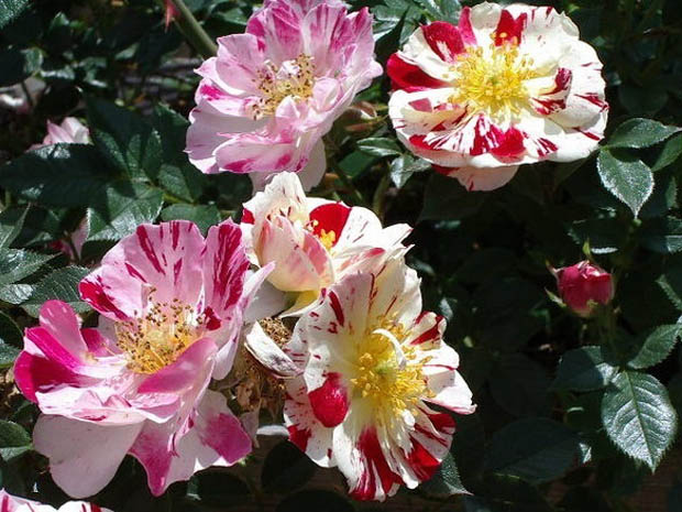 过山车月季(图1)