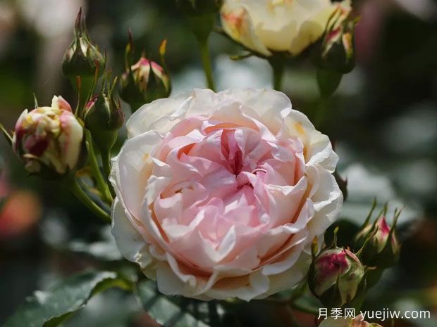 糖果龙沙宝石月季(图1) 糖果龙沙宝石月季(图1)