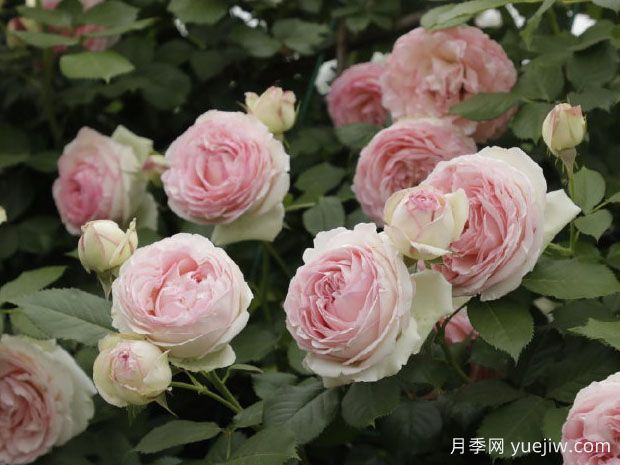 糖果龙沙宝石月季(图2) 糖果龙沙宝石月季(图2)