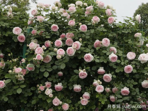 糖果龙沙宝石月季(图3) 糖果龙沙宝石月季(图3)