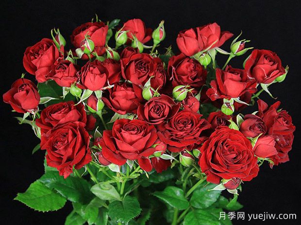 红色泡泡月季(图1)