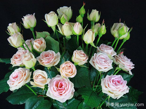 可爱泡泡月季(图1)