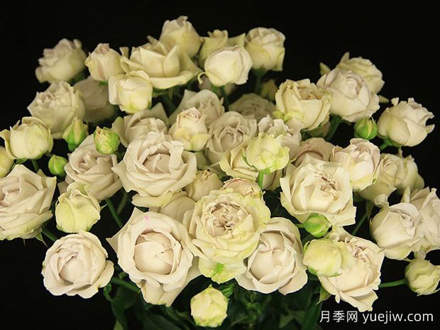 银色泡泡月季(图1)