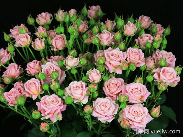 新娘泡泡月季(图1)