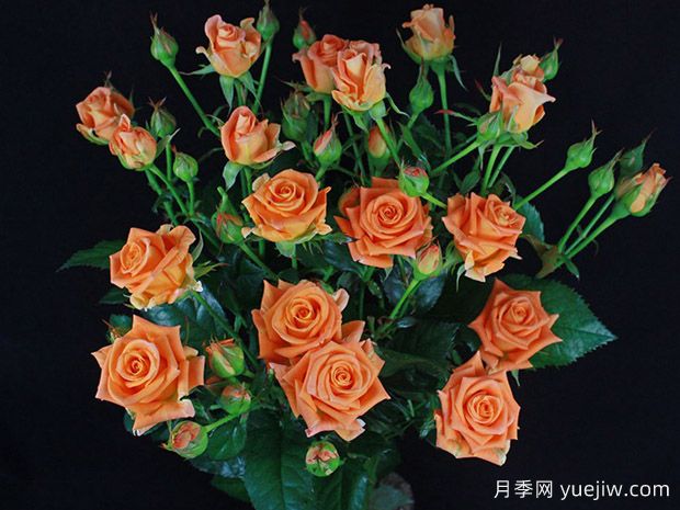 橙色泡泡月季(图1)