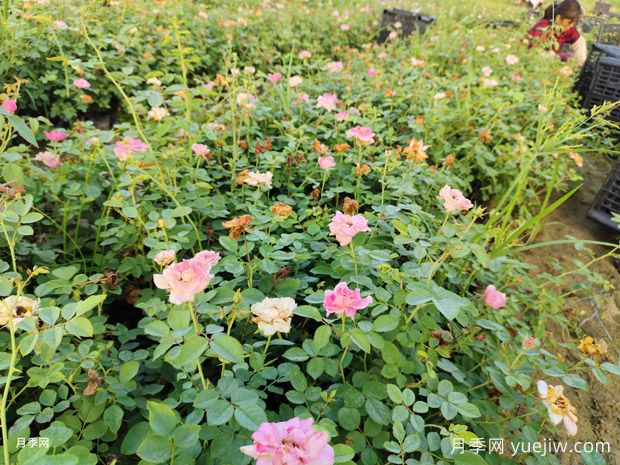 仙境月季美化衢州园林工程(图1)
