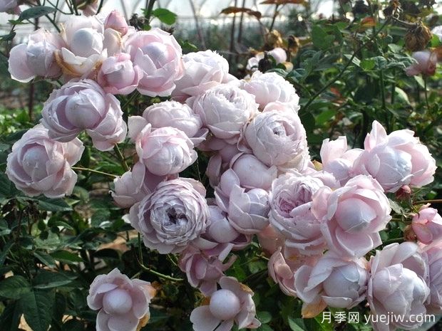罗斯丽娜月季/罗斯琳(图1)