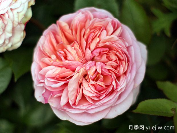 康沃尔公爵夫人月季(图1)