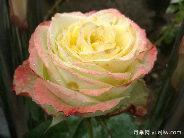 苏萨月季/沙祖月季(图1)