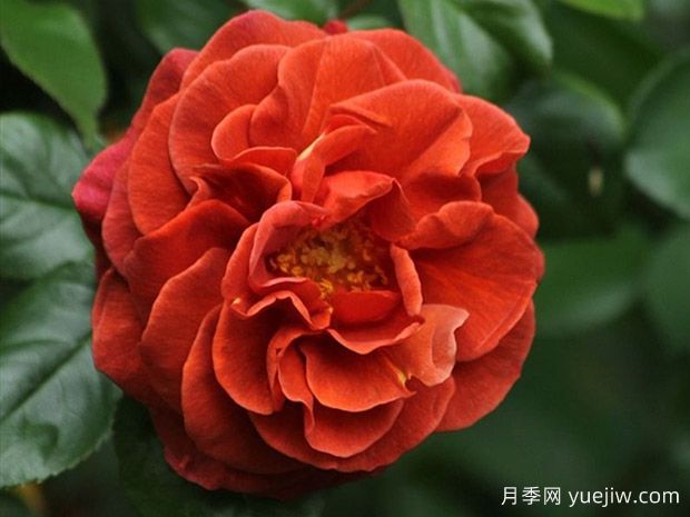 布朗天鹅绒月季/棕色天鹅绒月季(图1)