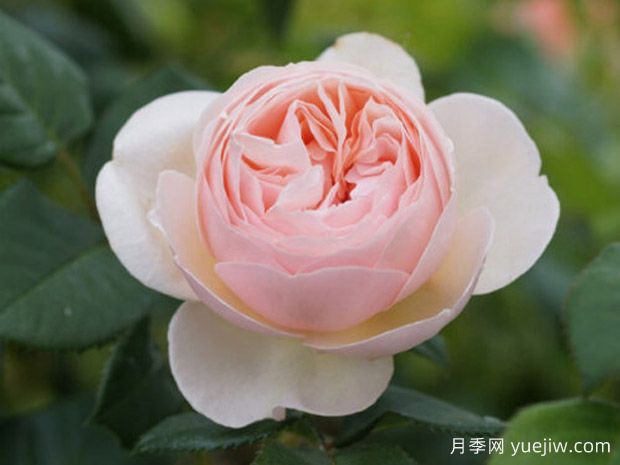 吉洛一号月季(图1)