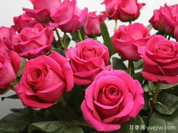 弗洛伊德月季/粉色梦境(图1)