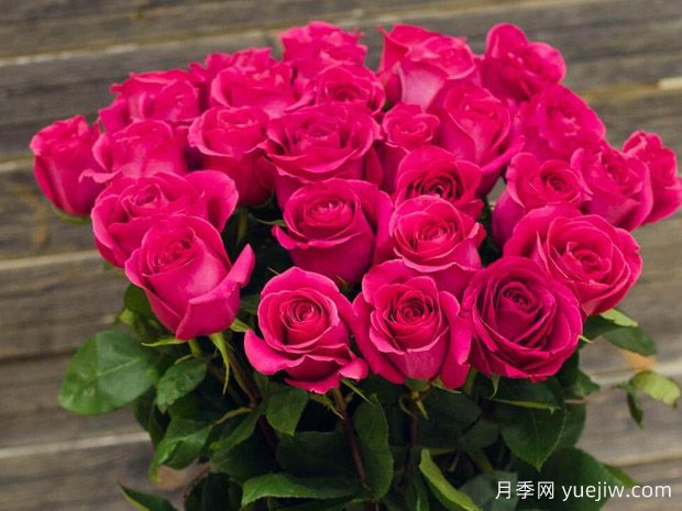 弗洛伊德月季/粉色梦境(图2)