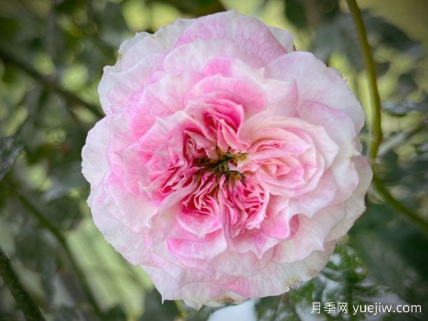 瑟西月季/喀耳刻月季(图2)