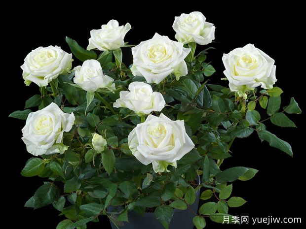 北极宝石月季(图2)