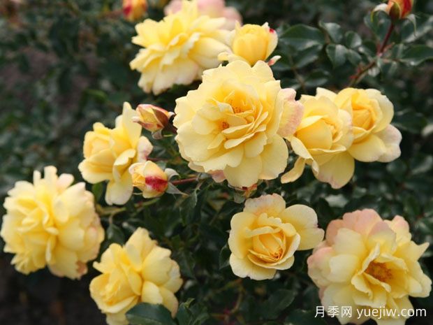 坎德拉月季/烛光月季(图2) 坎德拉月季/烛光月季(图2)