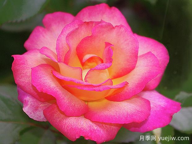 彩虹冰淇淋月季(图1)