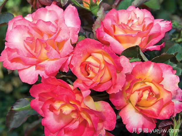 彩虹冰淇淋月季(图2)