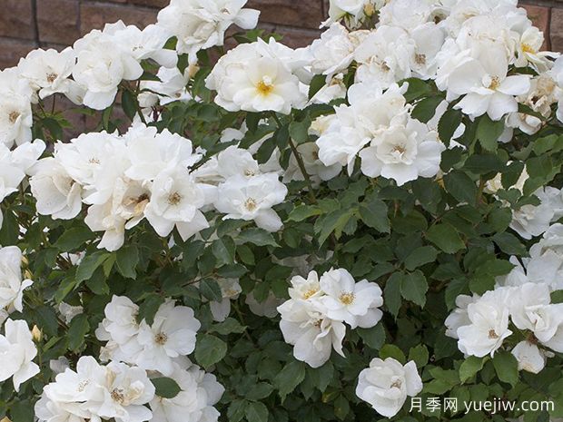 白色绝代佳人月季(图2)