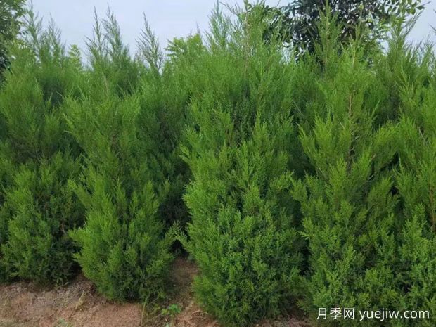 蜀桧/塔柏(图1)