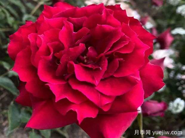 阿尔辛娜月季/阿尔琪娜(图1)