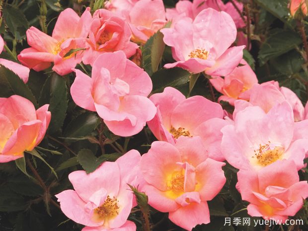 彩虹绝代佳人月季/娇羞绝代佳人(图1) 彩虹绝代佳人月季/娇羞绝代佳人(图2)