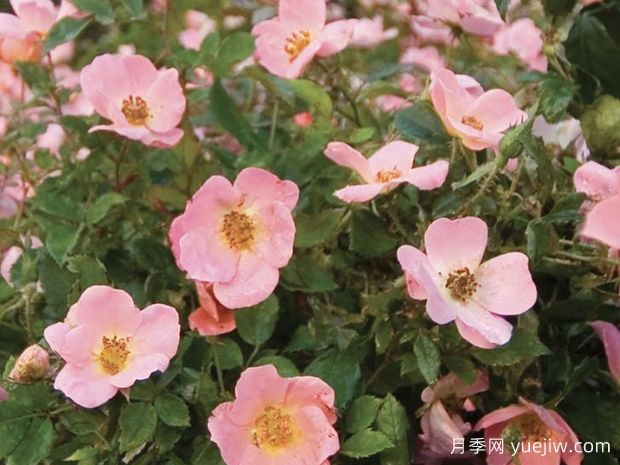 彩虹绝代佳人月季/娇羞绝代佳人(图2) 彩虹绝代佳人月季/娇羞绝代佳人(图3)