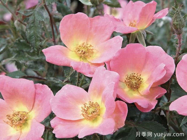 彩虹绝代佳人月季/娇羞绝代佳人(图1) 彩虹绝代佳人月季/娇羞绝代佳人(图1)