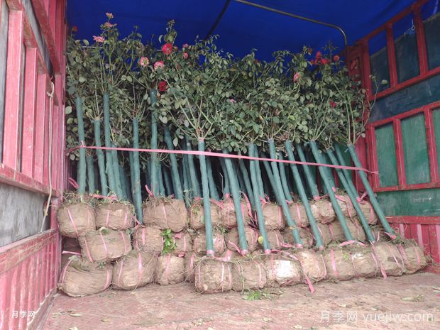 精品2.5-3.5公分树状月季发货杭州萧山花木城(图1)