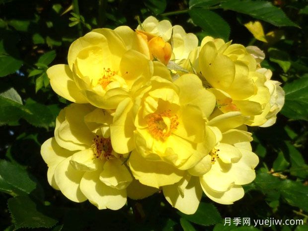 黄金时代月季(图1)