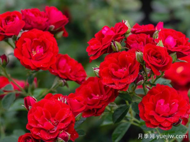 樱桃霜玫迪兰月季/樱桃冰霜(图2)