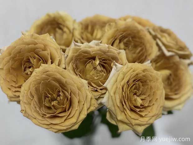 剧透月季/破坏王/捣蛋鬼(图3)