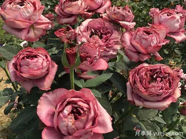 蓝瓷花瓶月季(图1)