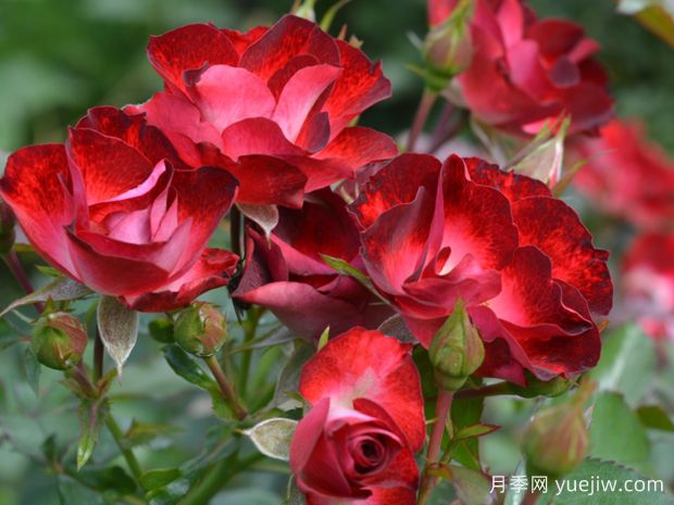 洛维塔月季(图1)