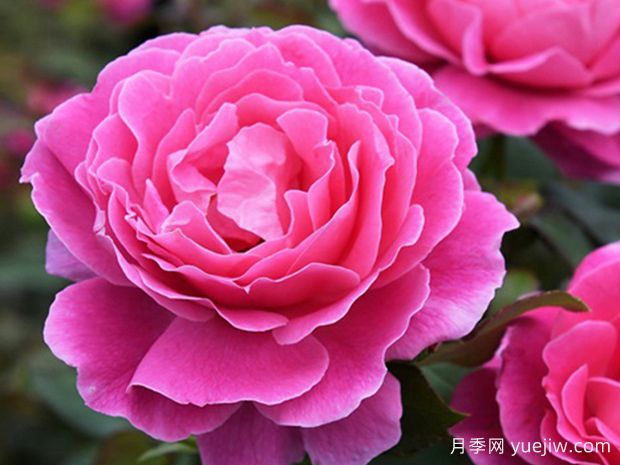 玫瑰果之冠月季(图1) 玫瑰果之冠月季(图1)