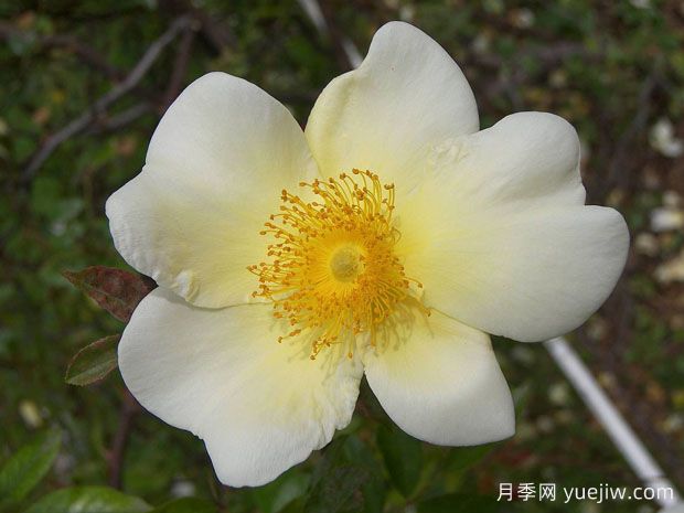 美人鱼月季(图1)