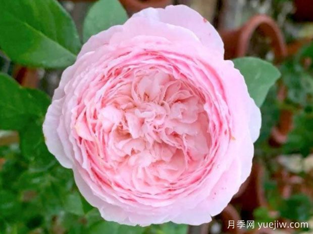 媚粉月季/粉红魅力(图1)