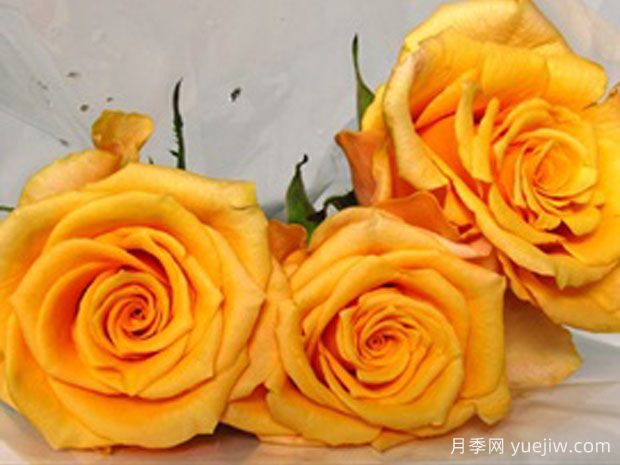 蜜桃之梦月季/桃花梦(图1)