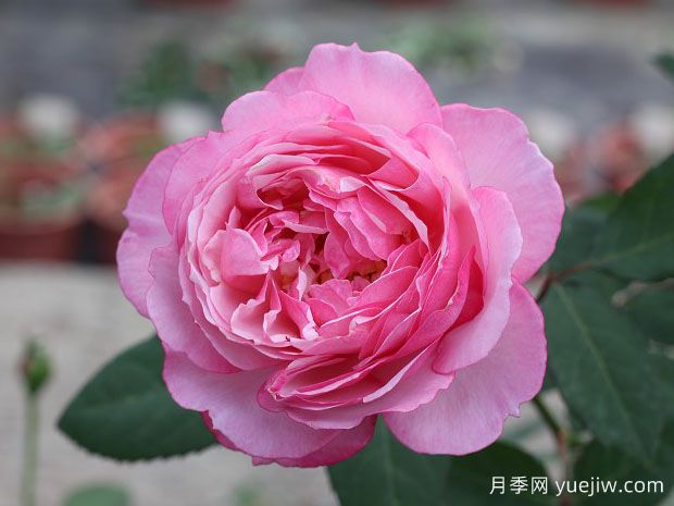 漂亮的妮娜月季(图1)