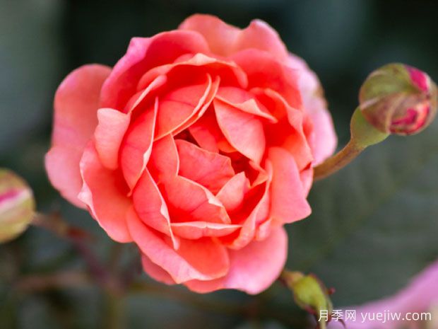 珊瑚绝代佳人月季(图1)