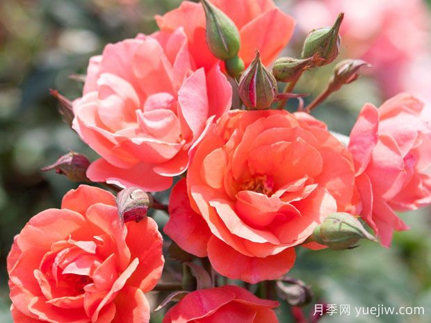 珊瑚绝代佳人月季(图2)