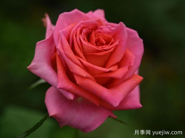 贵夫人月季(图1)