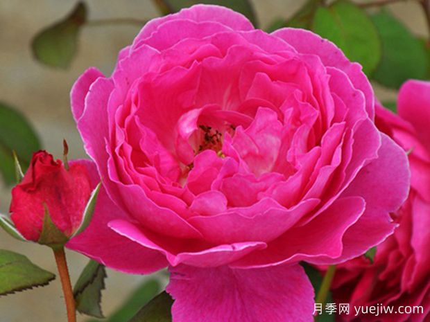 如果爱月季(图1)