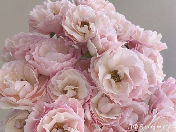 英国小姐月季/思念月季(图1)