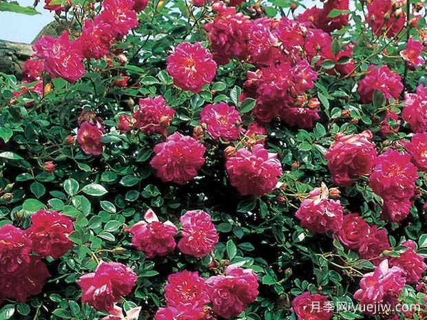 亚历山大吉罗月季(图1)