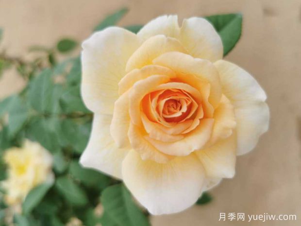 闪亮精灵月季/美丽肌肤(图2) 闪亮精灵月季/美丽肌肤(图2)